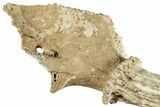 Pleistocene Fossil Deer (Odocoileus) Partial Antler/Skull #265351-3